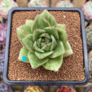 Echeveria Agavoides 'Wrinkle Maria' Wide-Leaf 2"-3"" Succulent Plant Cutting