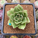 Echeveria Agavoides 'Wrinkle Maria' Wide-Leaf 2"-3"" Succulent Plant Cutting