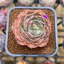 Echeveria 'Helena' x 'Werther' Hybrid 2" Succulent Plant Cutting