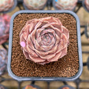 Echeveria 'Helena' x 'Werther' Hybrid 2" Succulent Plant Cutting