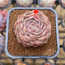 Echeveria 'Helena' x 'Werther' Hybrid 2" Succulent Plant Cutting