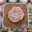 Echeveria 'Helena' x 'Werther' Hybrid 2" Succulent Plant Cutting