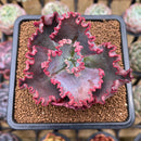 Echeveria 'Wedding Dress' 2" Succulent Plant Cutting