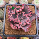 Echeveria 'Wedding Dress' 2" Succulent Plant Cutting