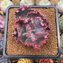 Echeveria 'Wedding Dress' 2" Succulent Plant Cutting