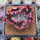 Echeveria 'Wedding Dress' 2" Succulent Plant Cutting