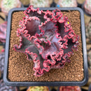 Echeveria 'Wedding Dress' 2" Succulent Plant Cutting