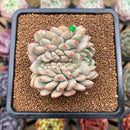 Echeveria 'Ariel' Crested 2" Succulent Plant Cutting