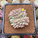 Echeveria 'Ariel' Crested 2" Succulent Plant Cutting