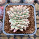 Echeveria 'Ariel' Crested 2" Succulent Plant Cutting