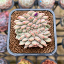 Echeveria 'Ariel' Crested 2" Succulent Plant Cutting
