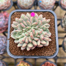 Echeveria 'Ariel' Crested 2" Succulent Plant Cutting