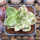 Echeveria Agavoides 'Elkhorn' Variegated 2" Succulent Plant Cutting