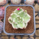 Echeveria Agavoides 'Elkhorn' Variegated 2" Succulent Plant Cutting