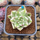Echeveria Agavoides 'Elkhorn' Variegated 2" Succulent Plant Cutting
