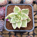 Echeveria Agavoides 'Elkhorn' Variegated 2" Succulent Plant Cutting