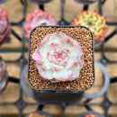Echeveria 'Tipsy' 1" Succulent Plant Cutting