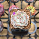Echeveria 'Tipsy' 1" Succulent Plant Cutting