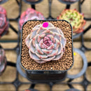 Echeveria 'Tipsy' 1" Succulent Plant Cutting