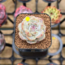 Echeveria 'Tipsy' 1" Succulent Plant Cutting