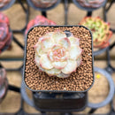 Echeveria 'Tipsy' 1" Succulent Plant Cutting