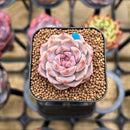 Echeveria 'Tipsy' 1" Succulent Plant Cutting