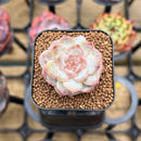 Echeveria 'Tipsy' 1" Succulent Plant Cutting