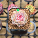 Echeveria 'Tipsy' 1" Succulent Plant Cutting
