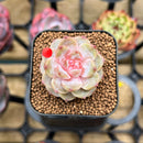 Echeveria 'Tipsy' 1" Succulent Plant Cutting