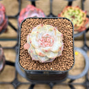 Echeveria 'Tipsy' 1" Succulent Plant Cutting