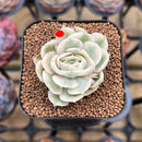 Echeveria 'Onslow' Variegated 2" Succulent Plant Cutting