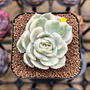 Echeveria 'Onslow' Variegated 2" Succulent Plant Cutting