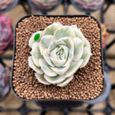 Echeveria 'Onslow' Variegated 2" Succulent Plant Cutting