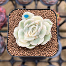 Echeveria 'Onslow' Variegated 2" Succulent Plant Cutting