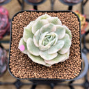 Echeveria 'Onslow' Variegated 2" Succulent Plant Cutting