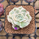 Echeveria 'Onslow' Variegated 2" Succulent Plant Cutting