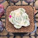 Echeveria 'Onslow' Variegated 2" Succulent Plant Cutting