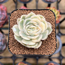 Echeveria 'Onslow' Variegated 2" Succulent Plant Cutting