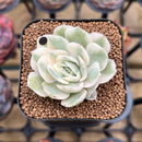 Echeveria 'Onslow' Variegated 2" Succulent Plant Cutting