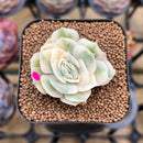 Echeveria 'Onslow' Variegated 2" Succulent Plant Cutting