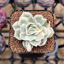 Echeveria 'Onslow' Variegated 2" Succulent Plant Cutting