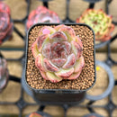 Echeveria 'Hibiscus' 1" Succulent Plant Cutting