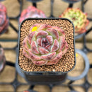 Echeveria 'Hibiscus' 1" Succulent Plant Cutting