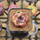 Echeveria 'Hibiscus' 1" Succulent Plant Cutting