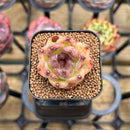 Echeveria 'Hibiscus' 1" Succulent Plant Cutting