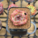 Echeveria 'Hibiscus' 1" Succulent Plant Cutting