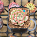 Echeveria sp. 1" Succulent Plant Cutting