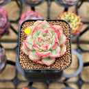 Echeveria sp. 1" Succulent Plant Cutting