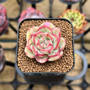 Echeveria sp. 1" Succulent Plant Cutting