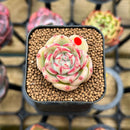 Echeveria sp. 1" Succulent Plant Cutting
